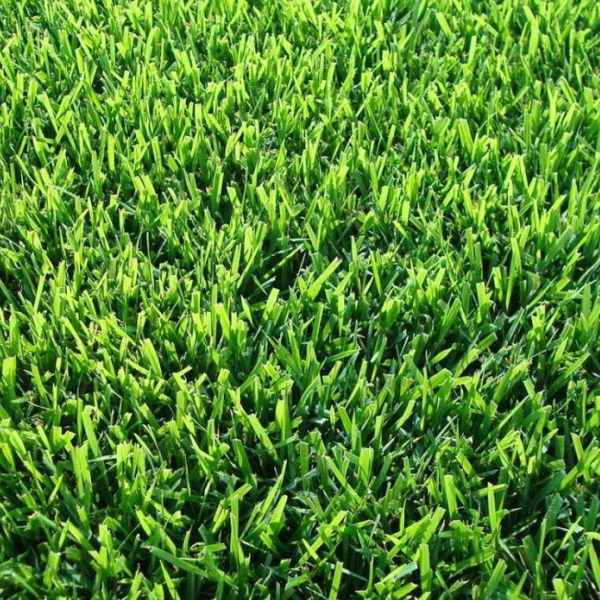 Grama Santo Agostinho